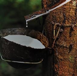 Latex dripping into the tapping bowl. 推荐买球平台 has a crumb rubber processing facility, 天然橡胶的第三方采购和加蓬的合资种植园. 